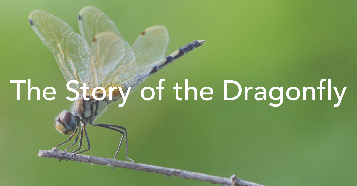 The Story of the Dragonfly Who We Are Anglican Diocese